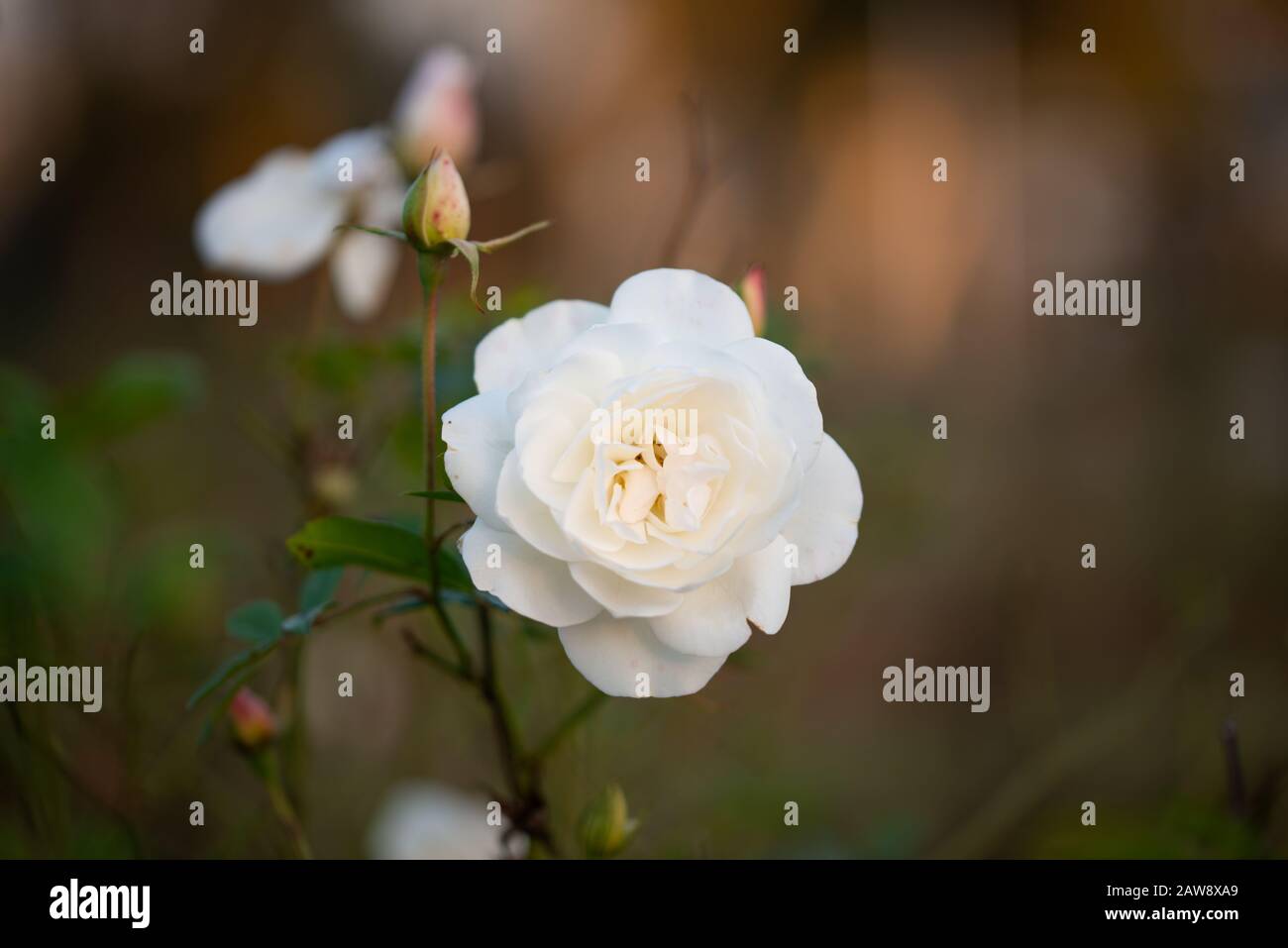 Beautiful delicate white rose in the garden, Beautiful white roses garden in Islamabad city, Pakistan. Stock Photo