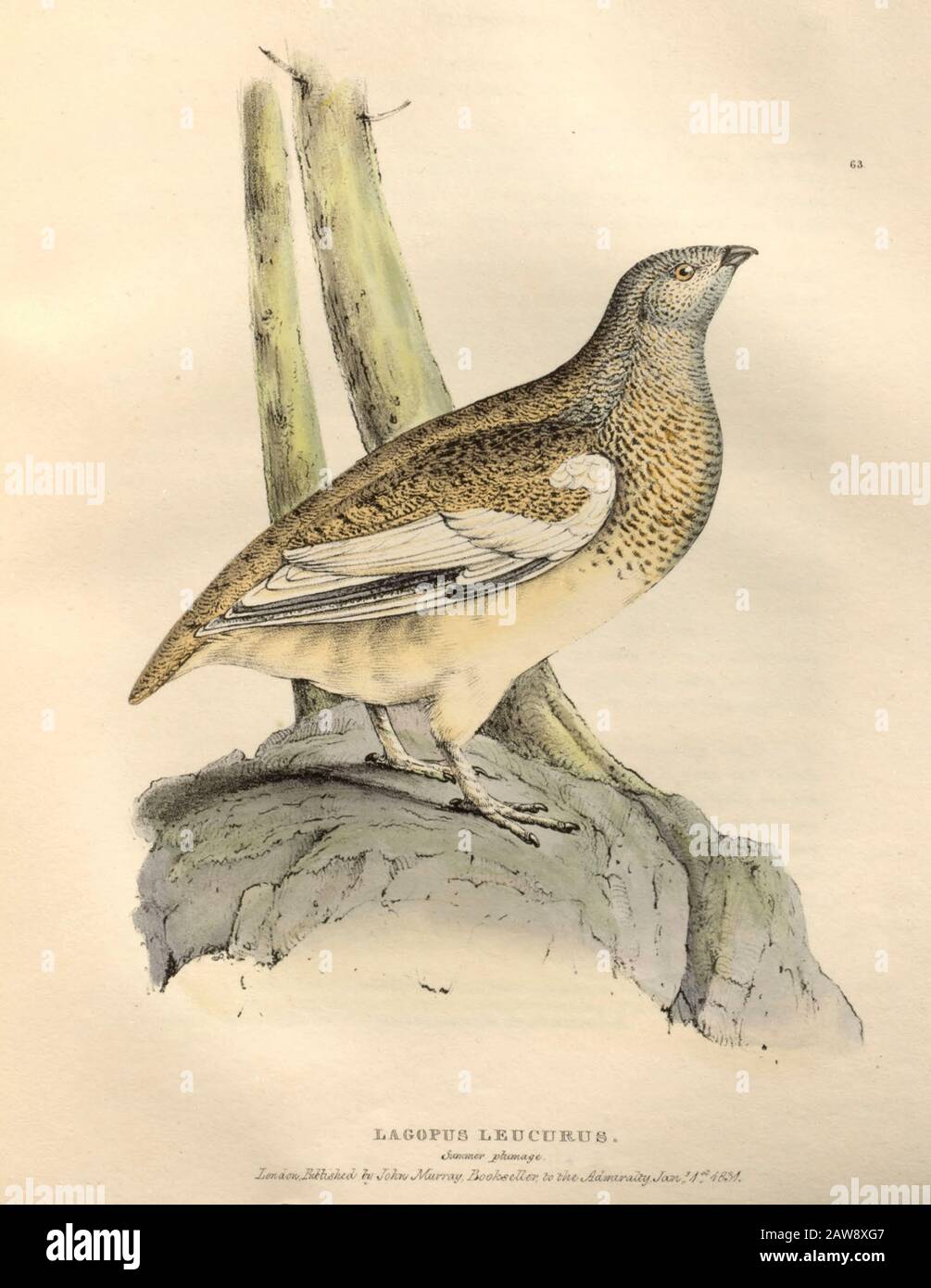 white-tailed ptarmigan (Lagopus leucura) summer plumage, color plate of North American birds from Fauna boreali-americana; or, The zoology of the nort Stock Photo