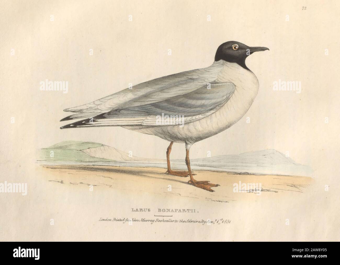 Bonapartian Gull, (Larus Bonapartii), color plate of North American birds from Fauna boreali-americana; or, The zoology of the northern parts of Briti Stock Photo