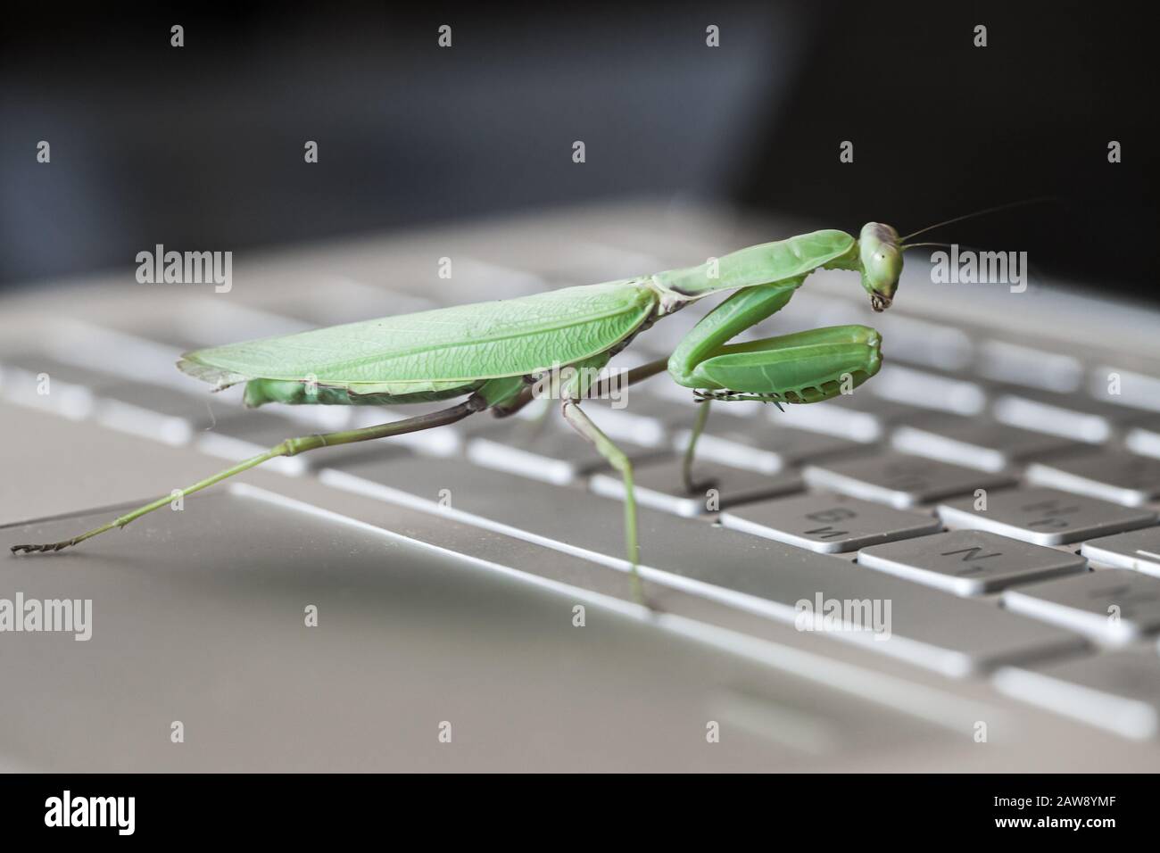 Software bug metaphor. Big green mantis is on a PC keyboard, close-up Stock Photo