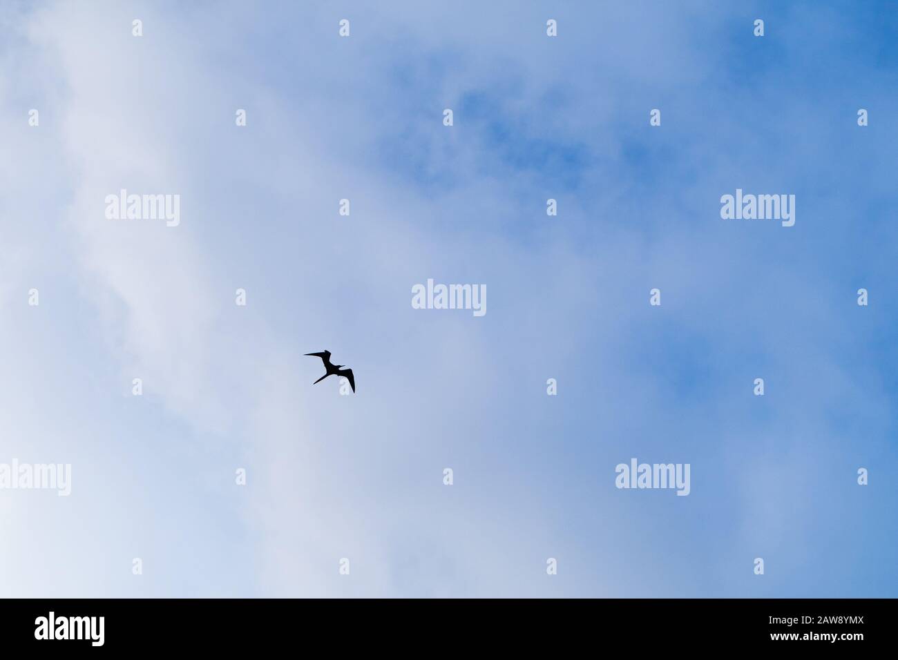 Silhouette of frigate bird flying in the blue sky, Dominican Republic Stock Photo