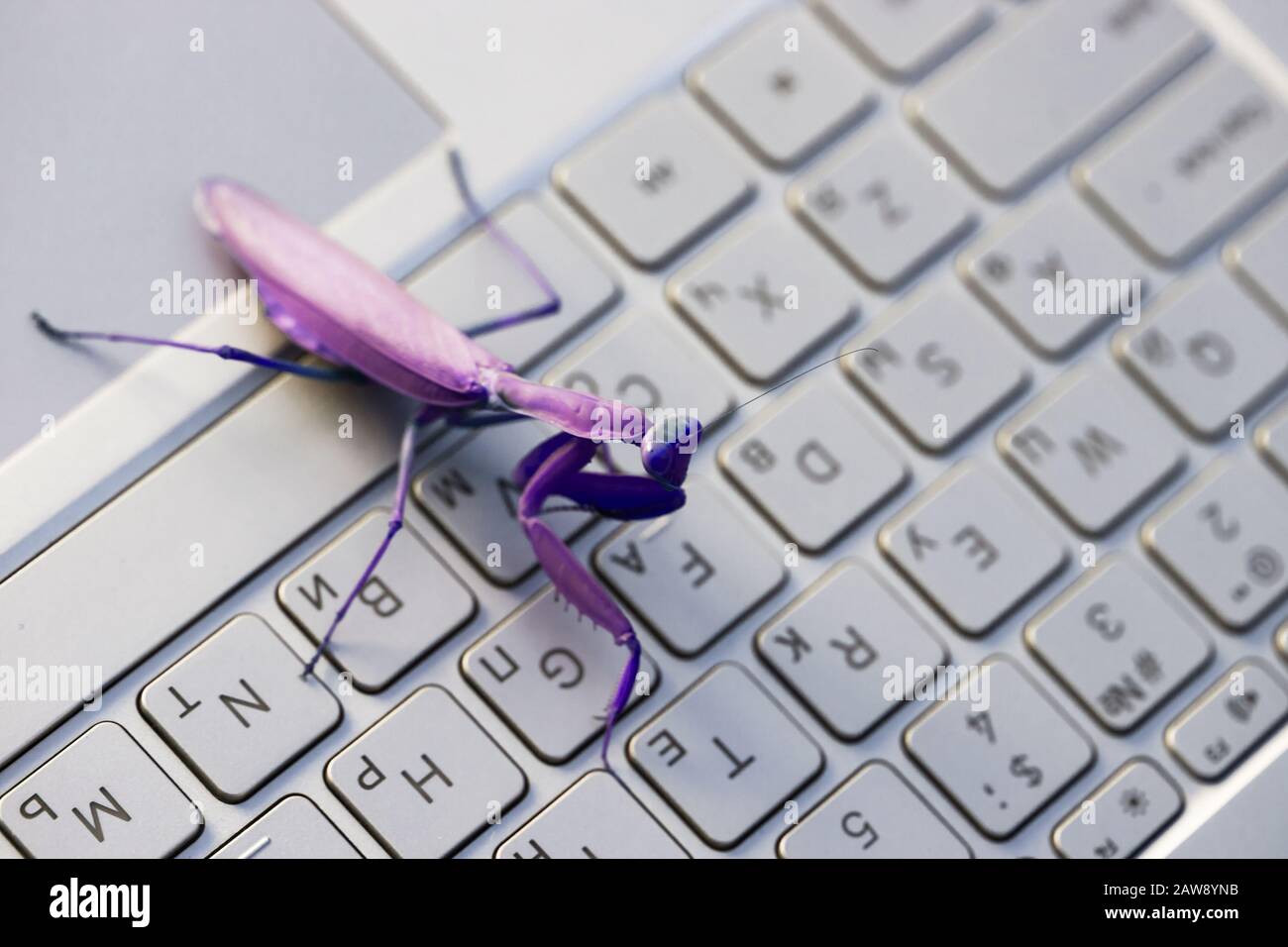 Computer bug or virus metaphor, purple mantis is on shiny PC keyboard with English and Russian letters Stock Photo