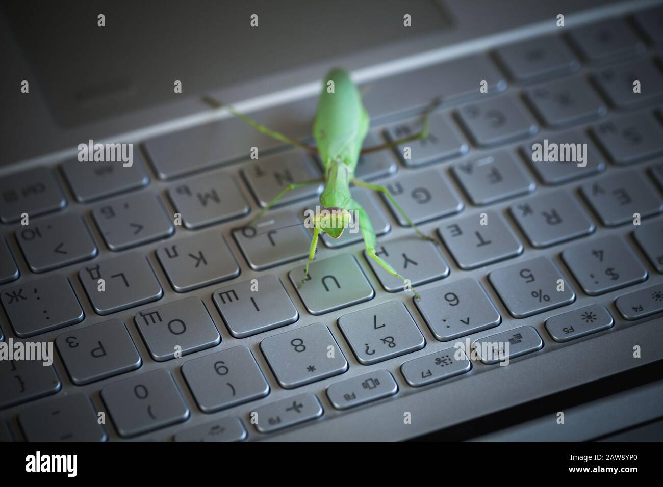 Computer bug or virus metaphor, green mantis is on shiny metallic keyboard with English and Russian letters Stock Photo