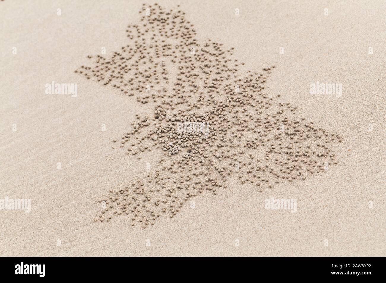 Abstract natural pattern of small wet balls on coastal sand made by sand bubbler crab Stock Photo