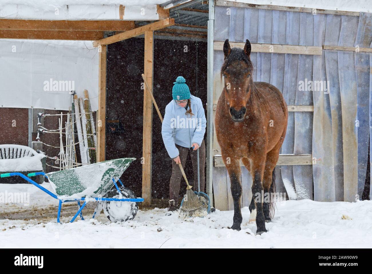 Stable work in winter, mucking out the padock Stock Photo