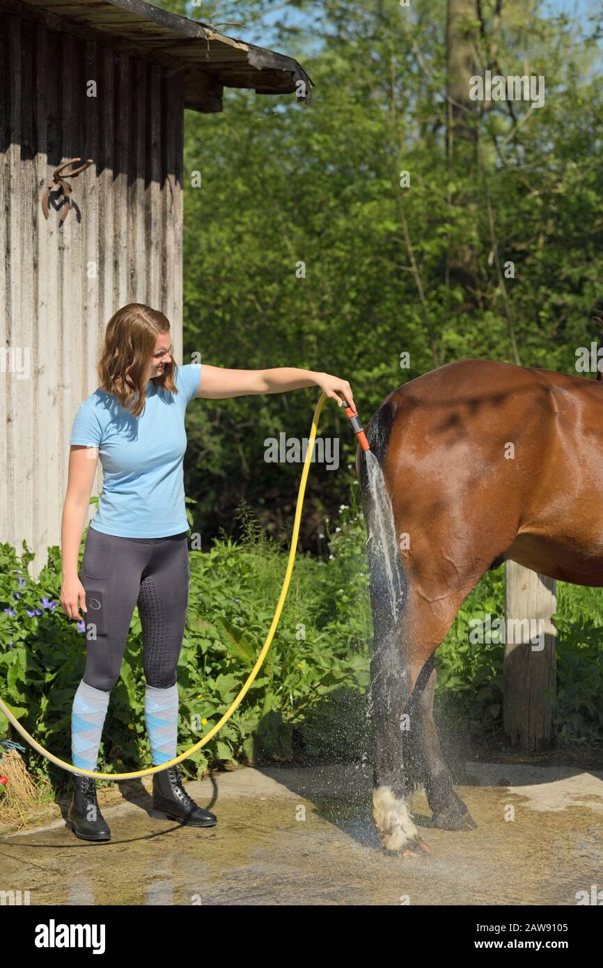 Washing the horse tail Stock Photo Alamy