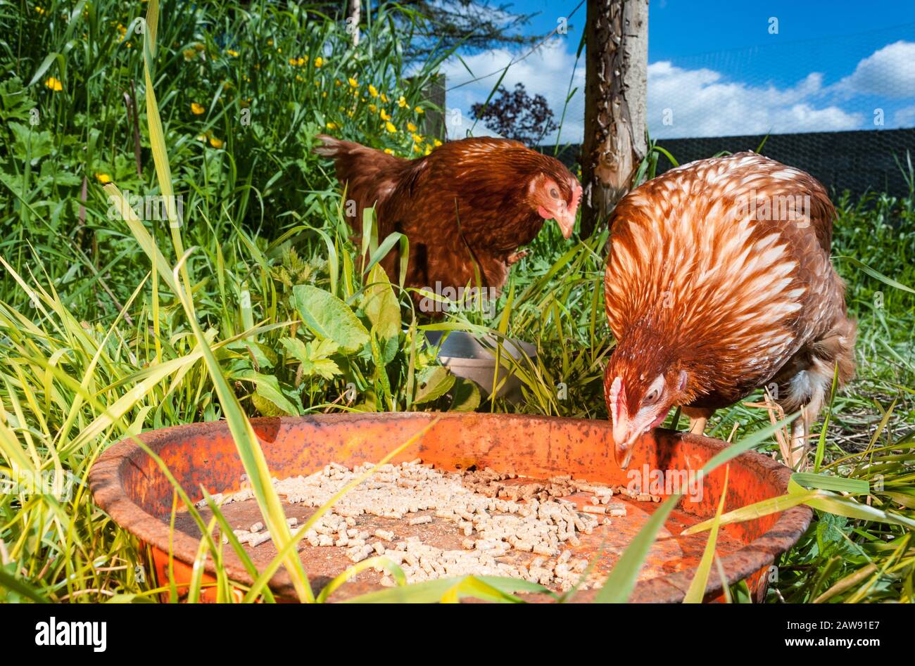 Free range chickens eating food pellets outdoors on a farm Stock Photo