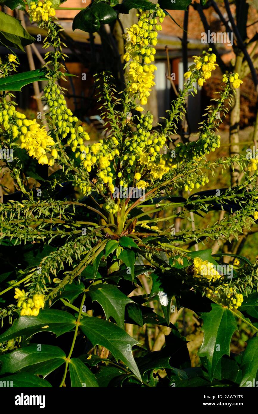 Mahonia in winter, winter colour. Stock Photo