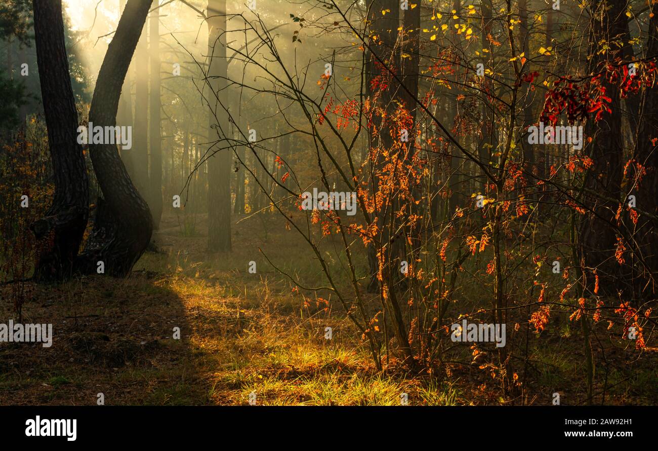 Forest Good Autumn Morning The Sun S Rays Play In The Branches
