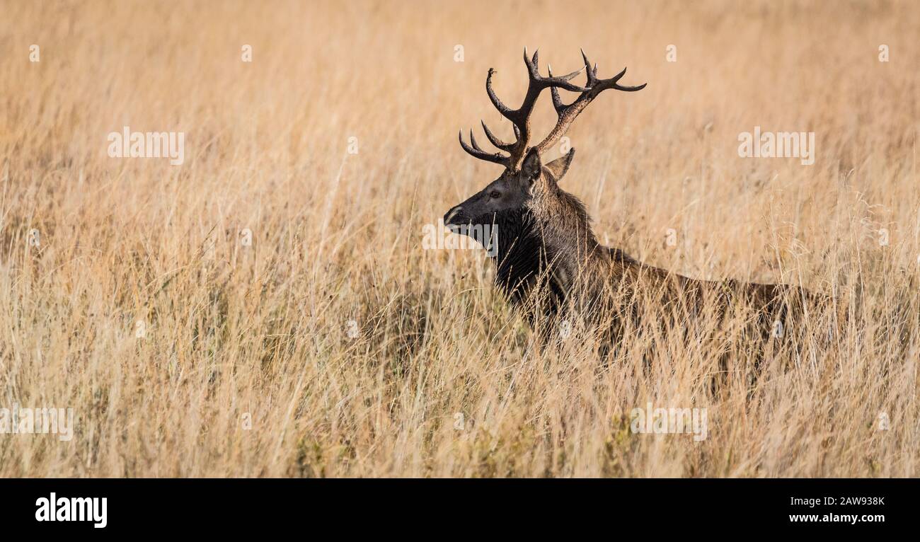 Dominant red stag deer walking through tall grassland meadow in Killarney national park Stock Photo