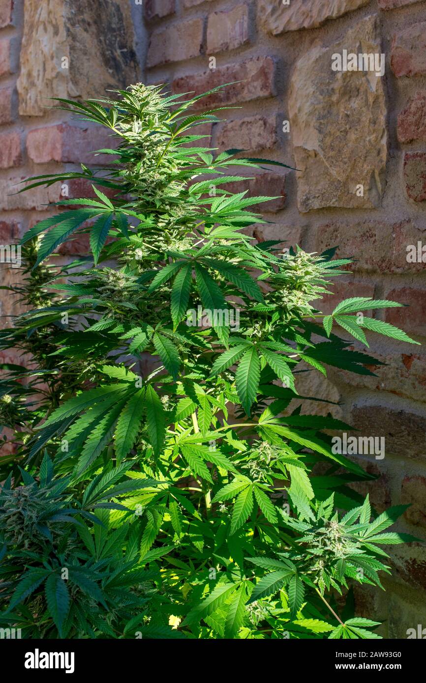 Growing cannabis hires stock photography and images Alamy