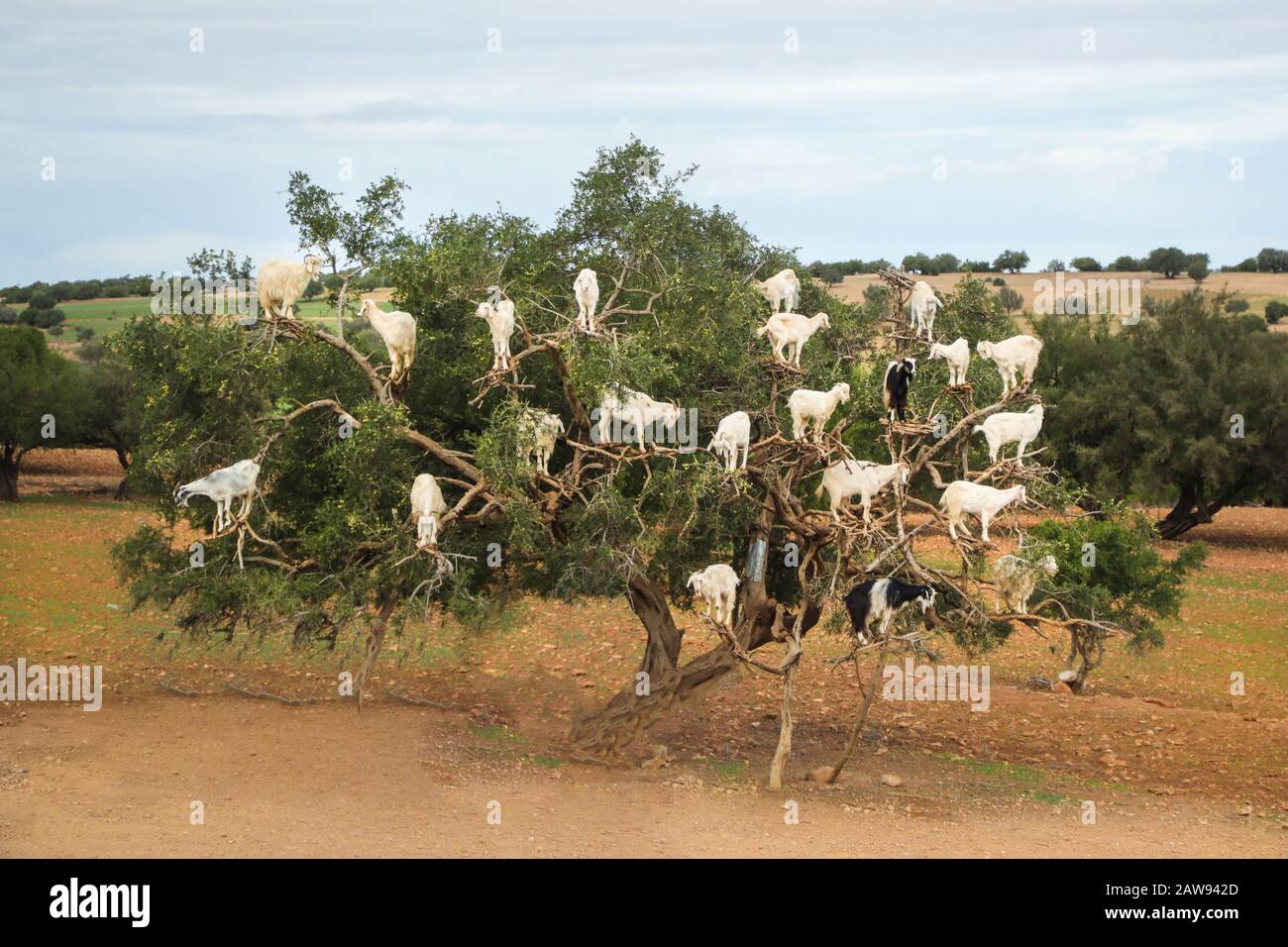 Goats in an Argan oil tree in Morocco, Africa Stock Photo