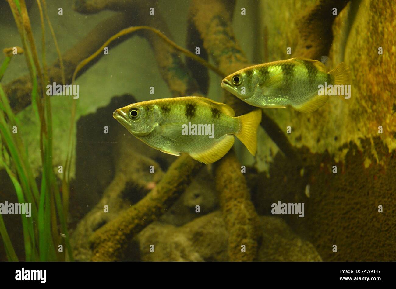 Tropical Fish In Aquarium Frankfurt Am Main Germany Stock Photo Alamy