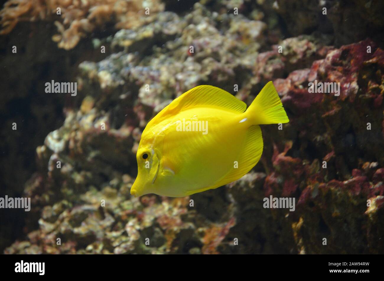 Tropical Fish In Aquarium Frankfurt Am Main Germany Stock Photo Alamy