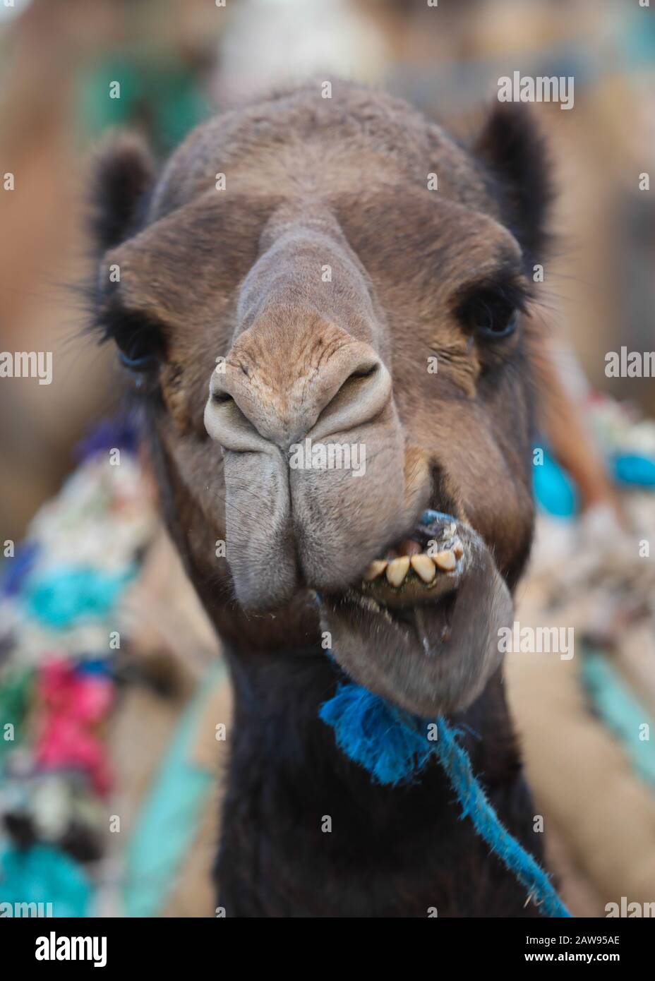 Funny Camel face in Morocco Stock Photo - Alamy