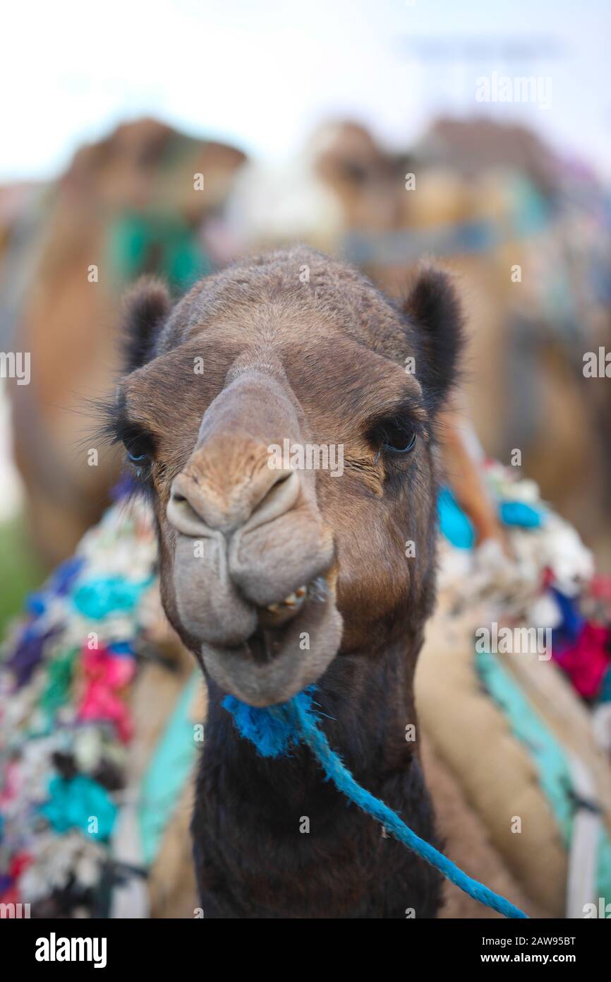 Camel in Morocco Stock Photo - Alamy