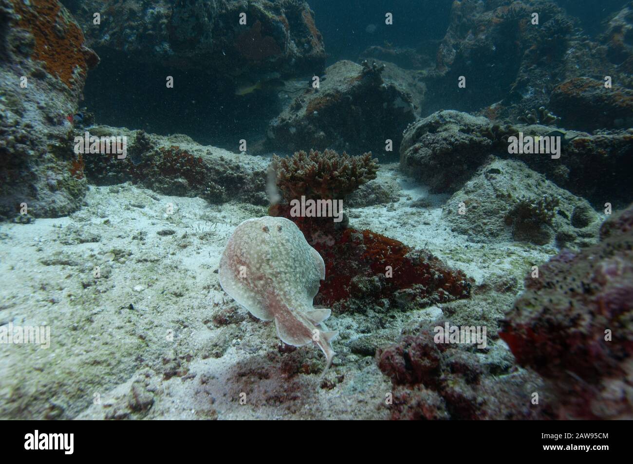 Electric ray free swimming on the reef (Torpedo marmorata). Stock Photo