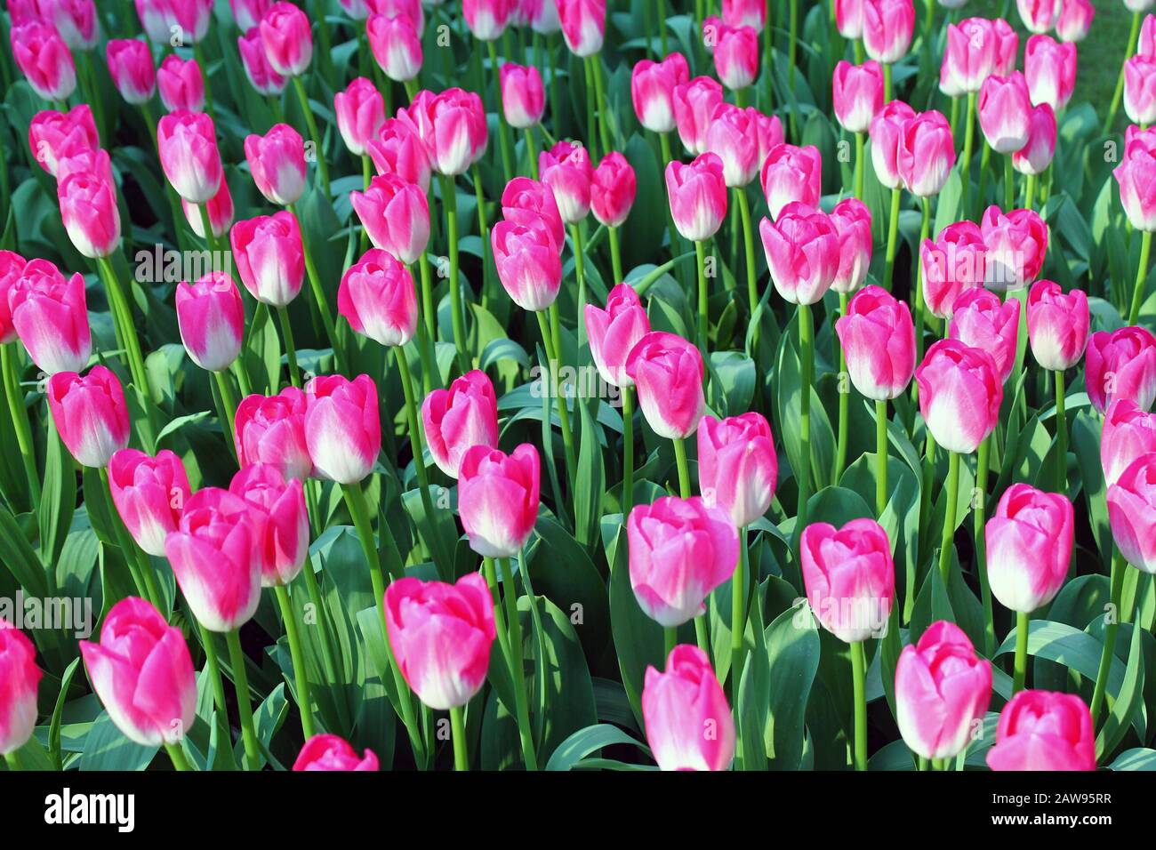 Endless pink and white tulips in Europe Stock Photo