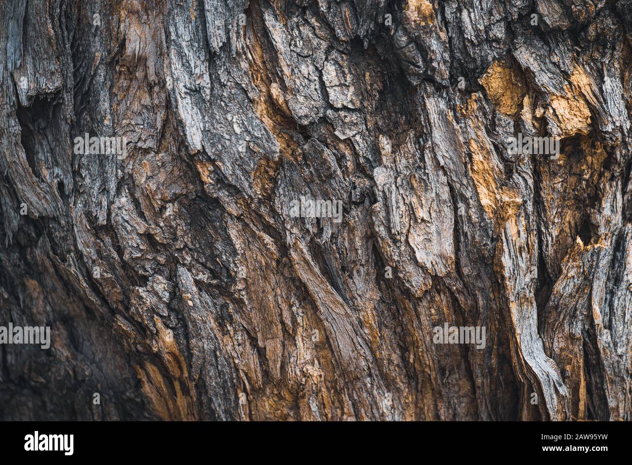 Texture of the bark of a Styphnolobium japonicum commonly known as Pagoda tree Stock Photo