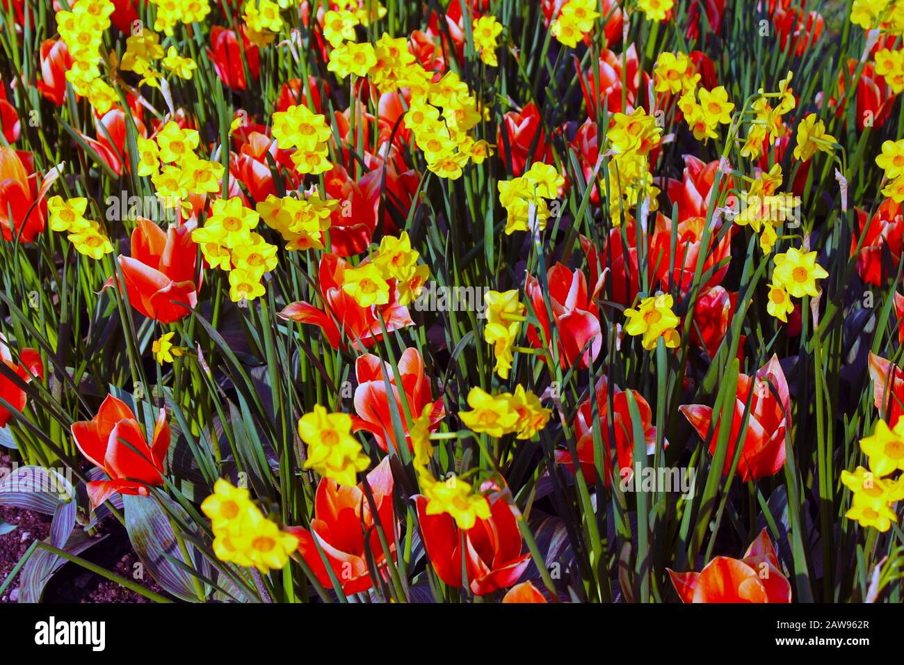 Red and yellow spring flowers in Europe Stock Photo