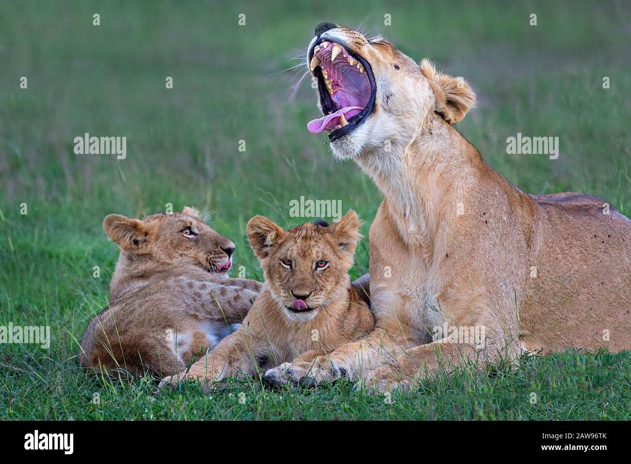 Lion in maasai mara africa hi-res stock photography and images - Alamy