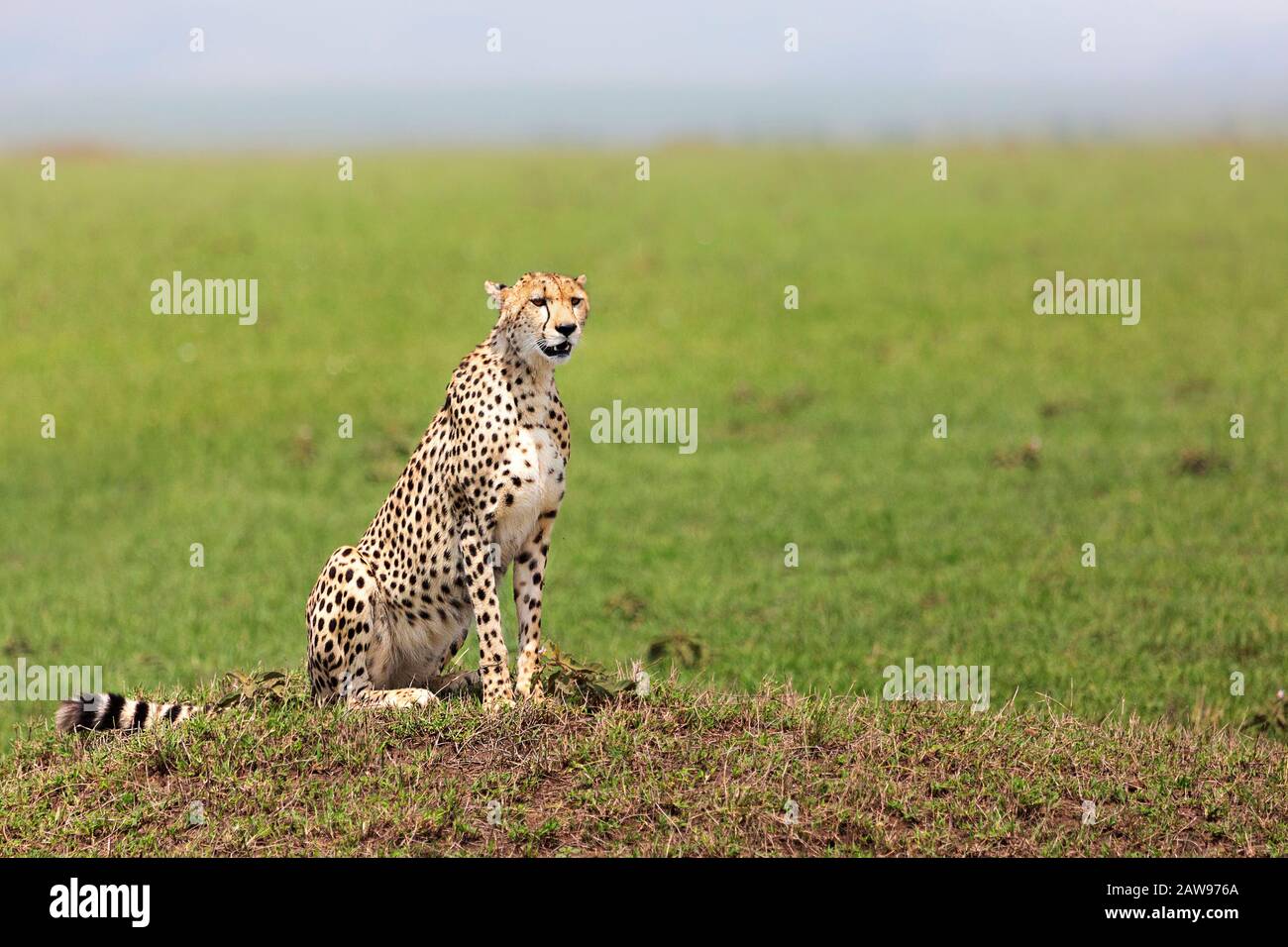 Cheetah in Maasai Mara, Kenya, Africa Stock Photo