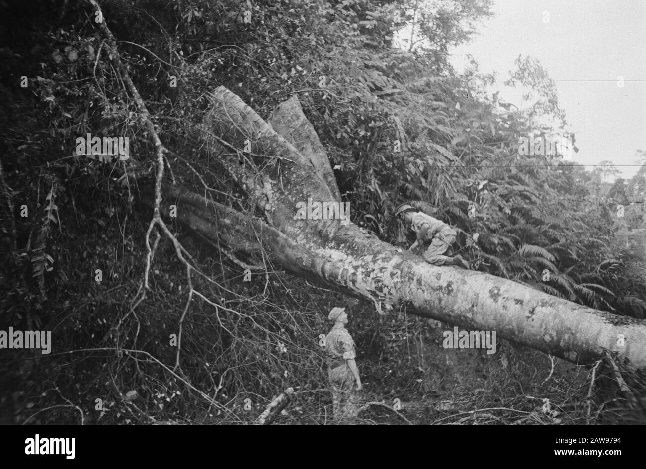 Action Kota Padang  Kotta Pandan: a roadblock consisting of a road felled tree with explosives cleared Date: July 1947 Location: Indonesia, Dutch East Indies Stock Photo
