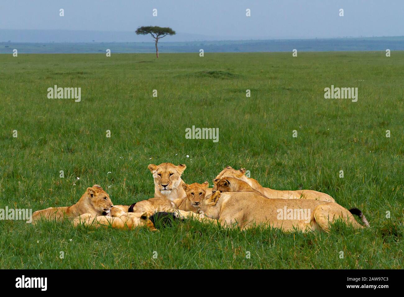 Lion cubs maasai mara hi-res stock photography and images - Alamy