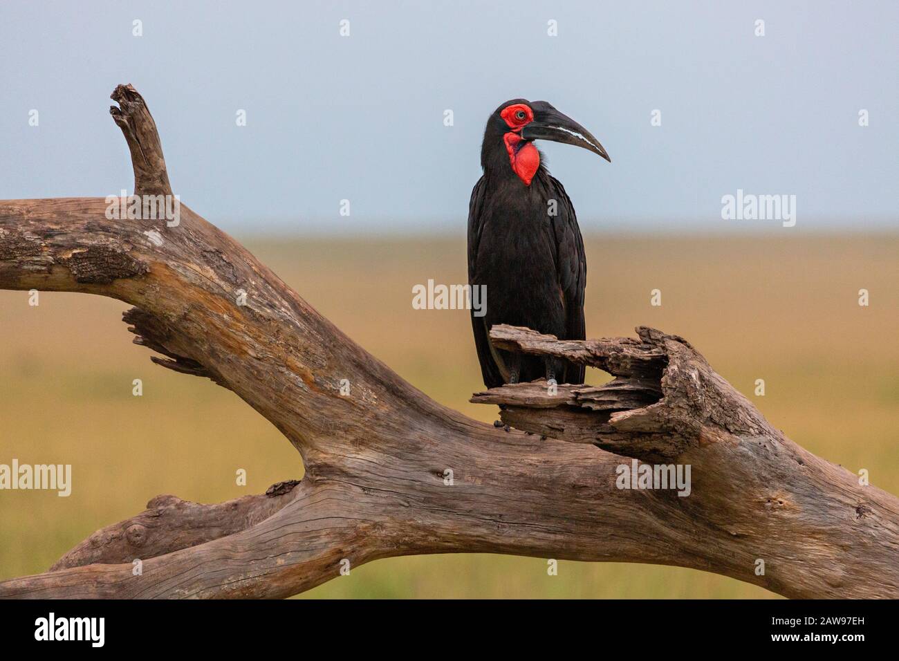 Southern Ground Hornbill on a dead tree trunk Stock Photo