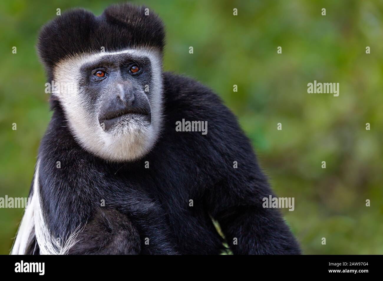 Black and white Colobus Monkey in Kenya, Africa Stock Photo