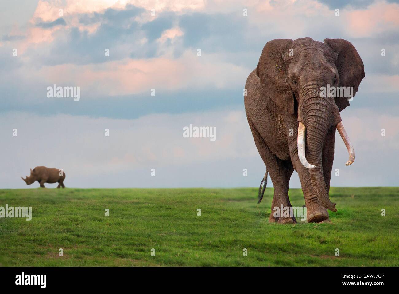 Elephant with a rhino in the distance in Ol Pajeta, Sweetwaters, Kenya, Africa Stock Photo