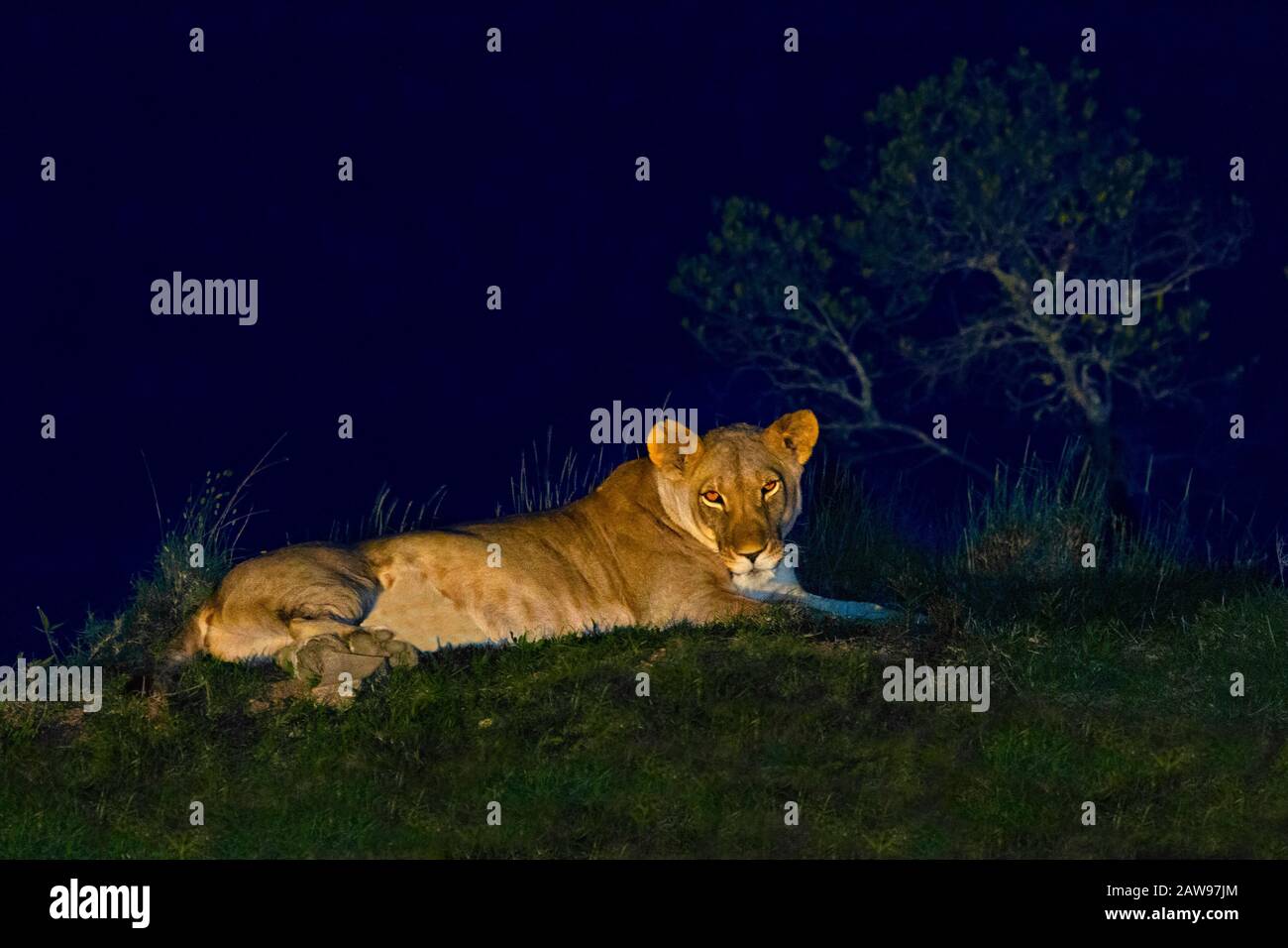 Lioness at night, in Sweetwaters, Kenya, Africa Stock Photo