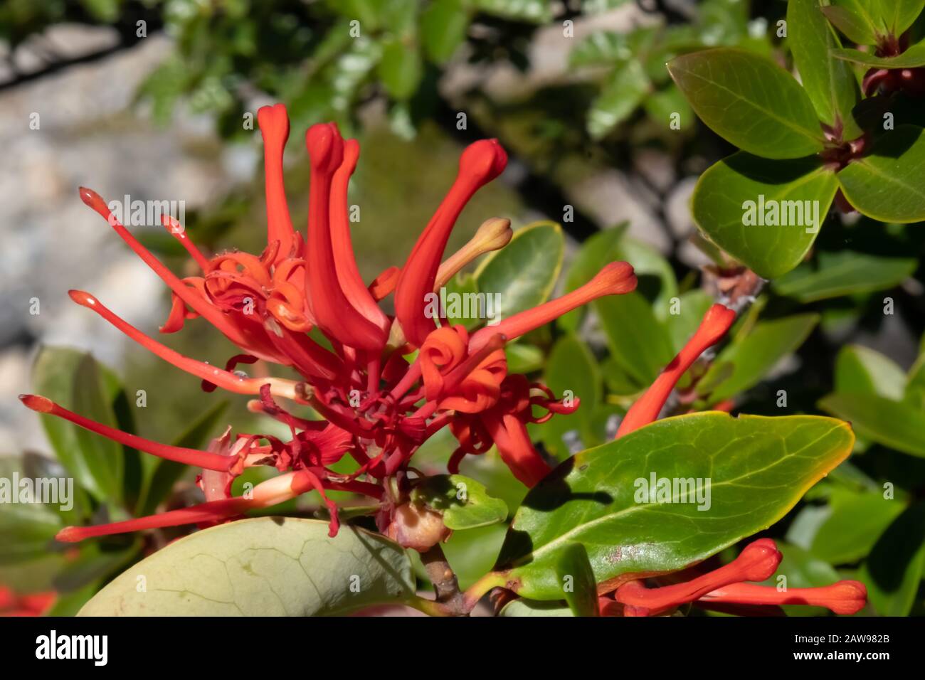 Andean Flora, Fitz Roy Trek, El Chalten, Patagonia, Argentina Stock Photo