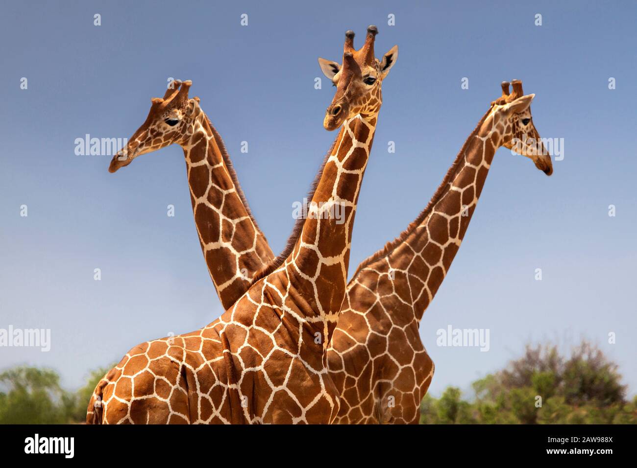Reticulated  giraffes in Samburu, Kenya Stock Photo
