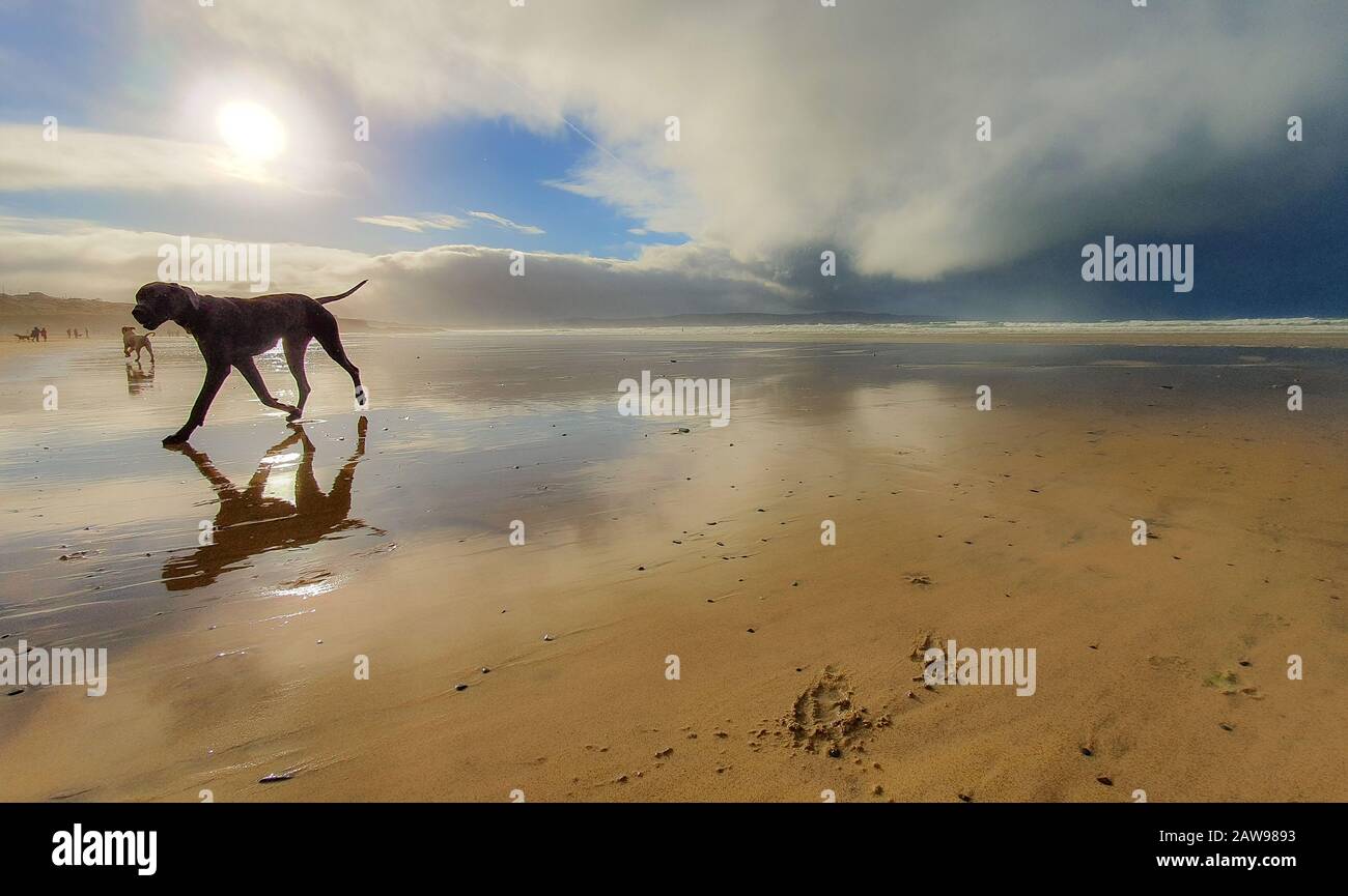 Great Dane trotting on beach Stock Photo