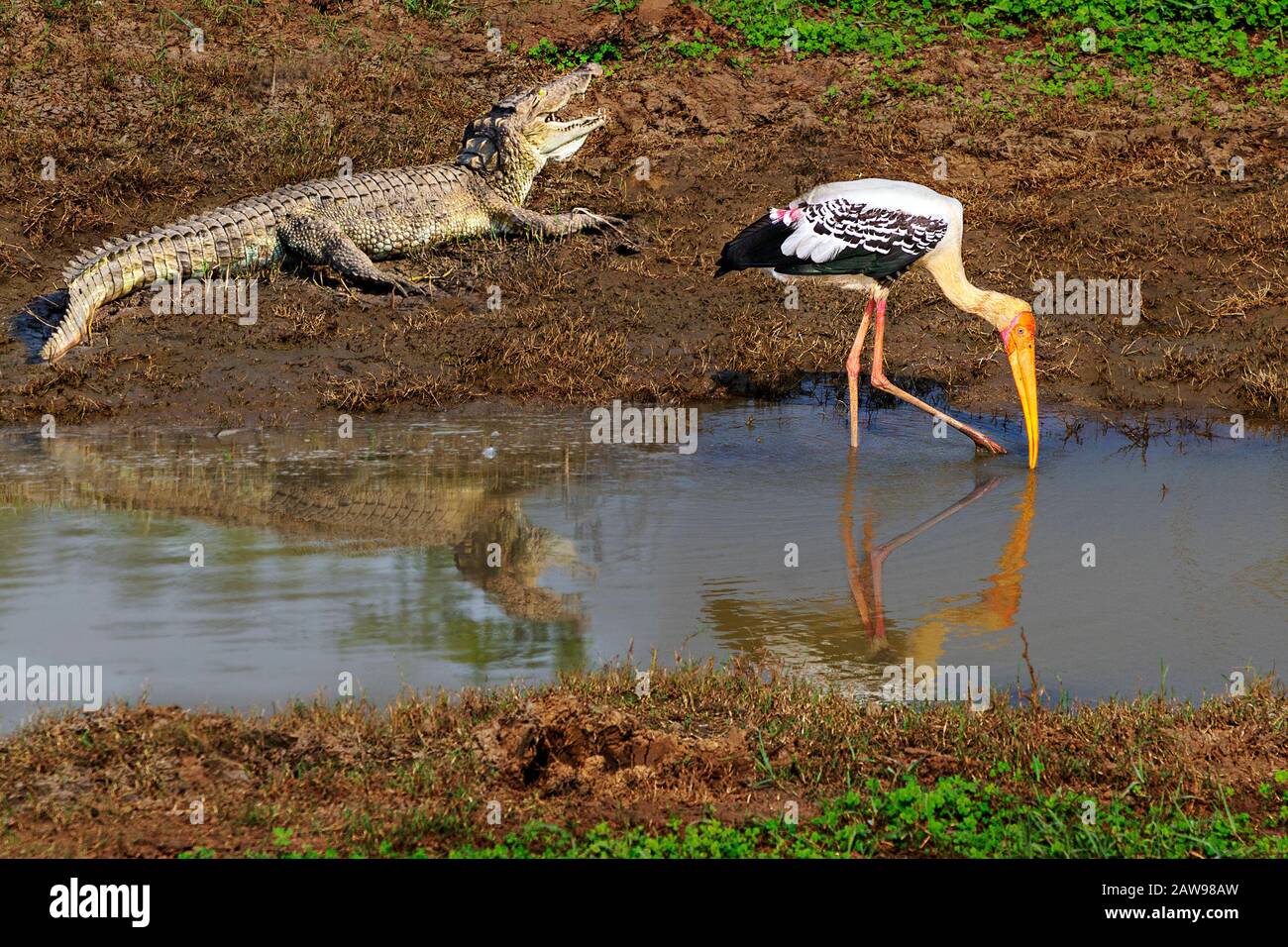 Crocodile and painted stork in Udawalawe, Sri Lanka Stock Photo