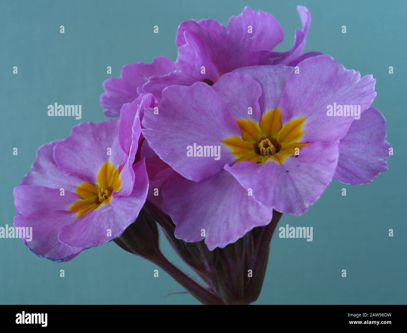 Closeup of pretty pink flowers of Polyanthus Pink Champagne against a light green background Stock Photo