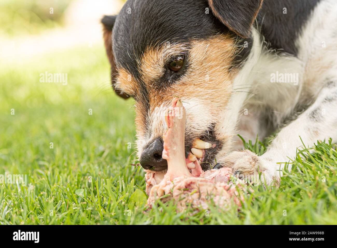 small cute Jack Russell Terrier dog eats a bone with meat and chews outdoor Stock Photo