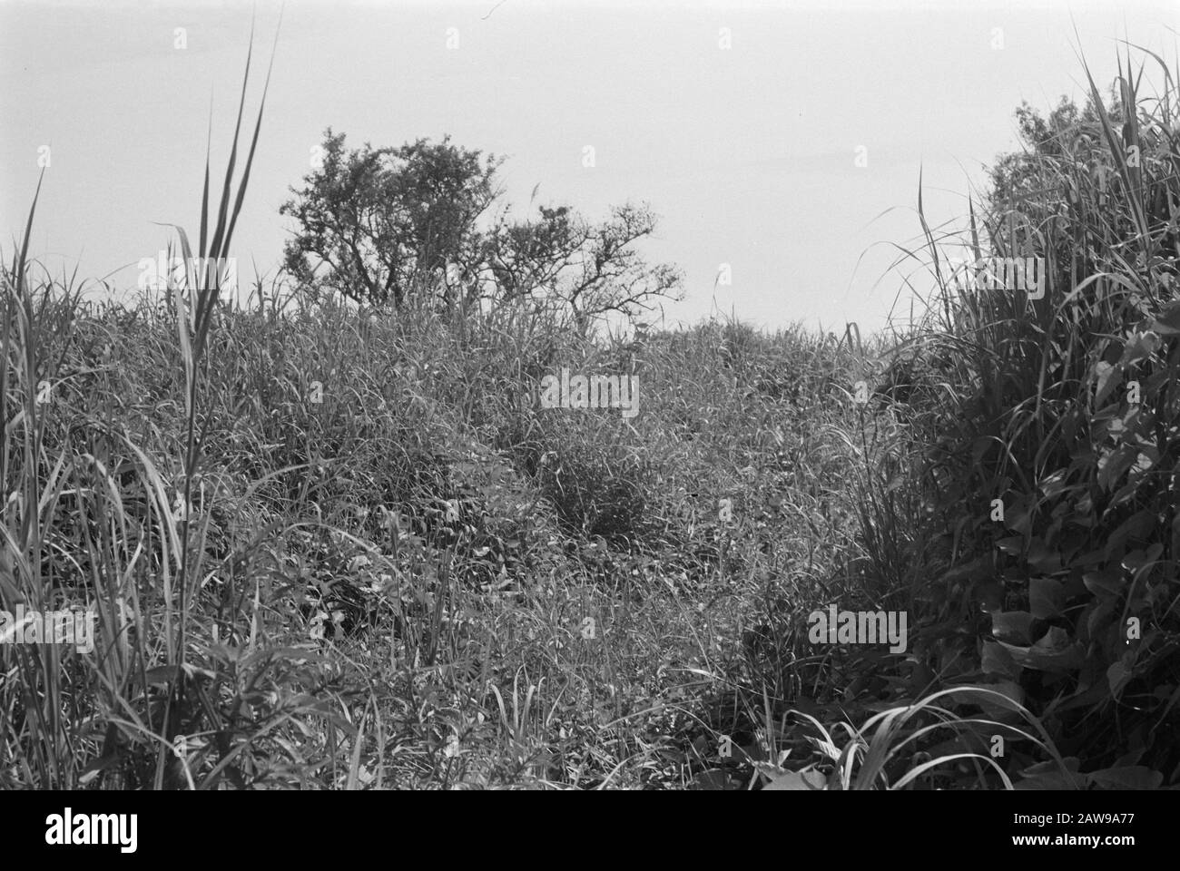 Native plants shrubs Black and White Stock Photos & Images - Alamy