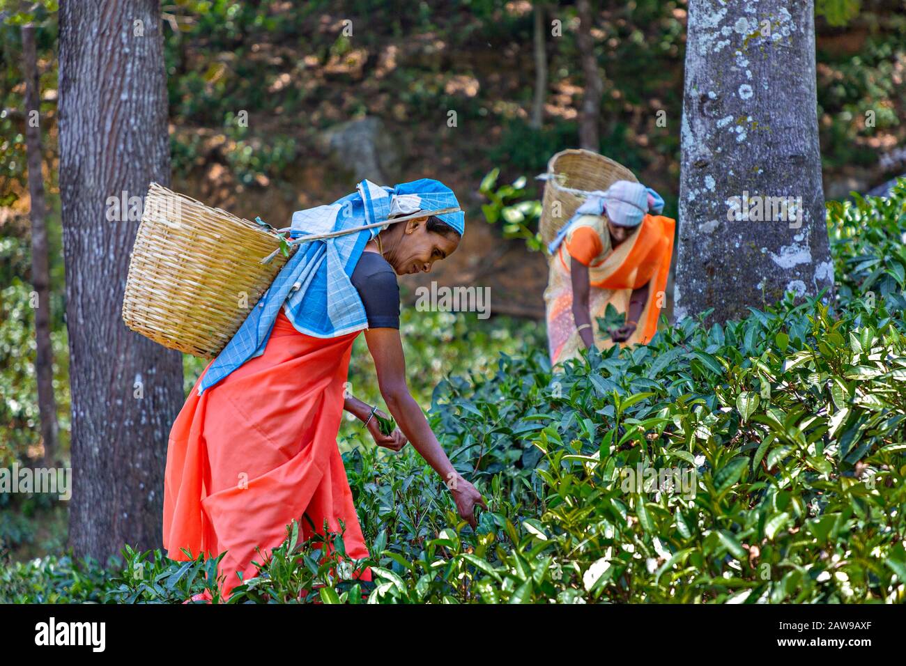 Local women in the tea plantations, in Nuwara Eliya, Sri Lanka Stock Photo