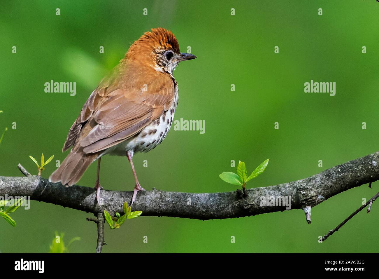 Wood thrush Stock Photo