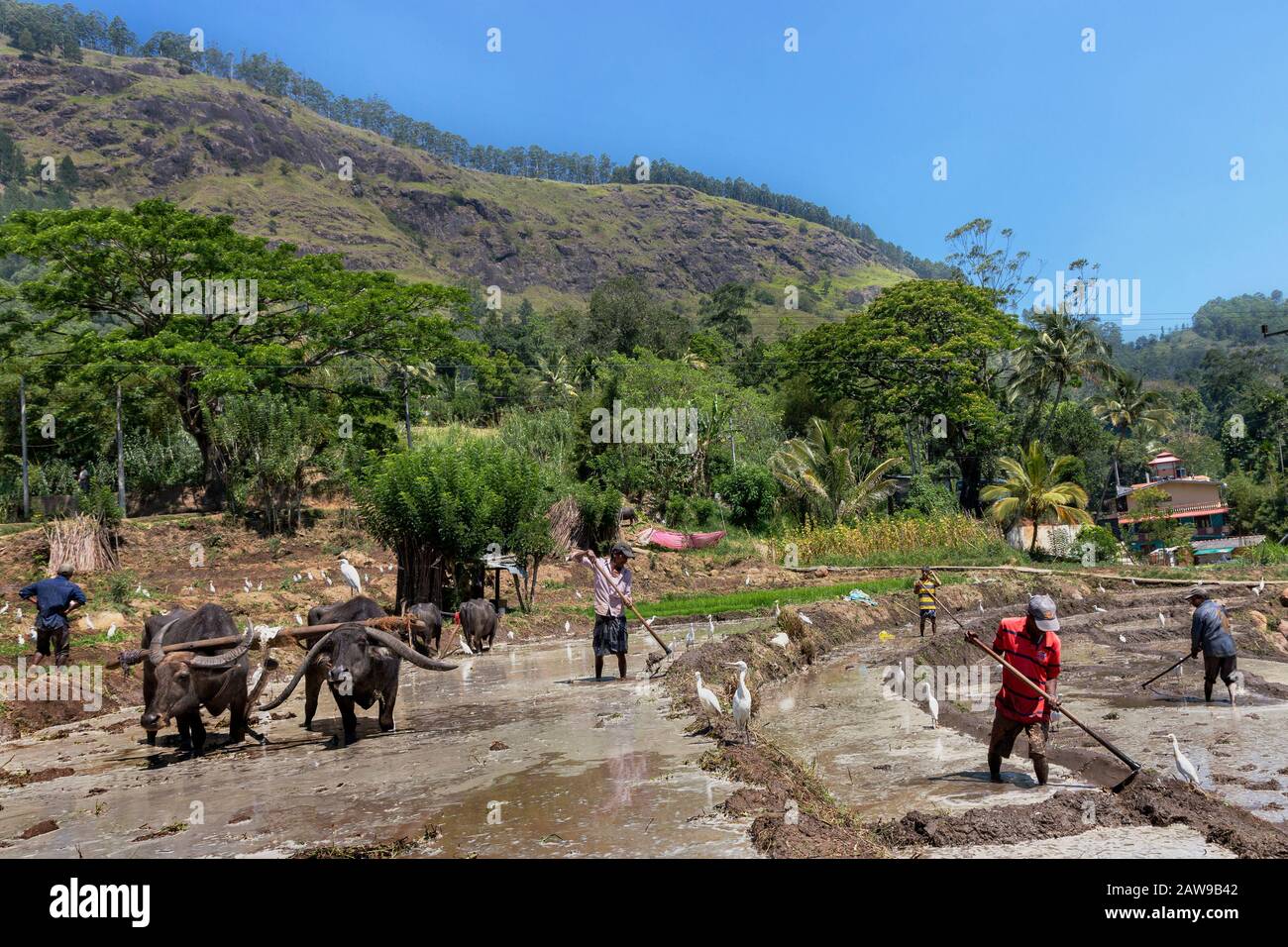 Rice fields being plowed by local people and also using buffalos, in Uda Walawe, Sri Lanka Stock Photo