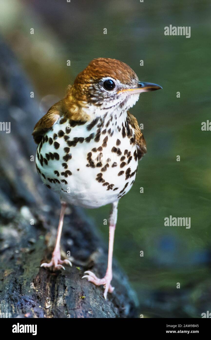 Wood thrush Stock Photo