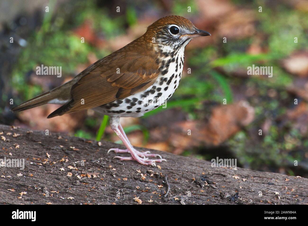 Wood thrush Stock Photo