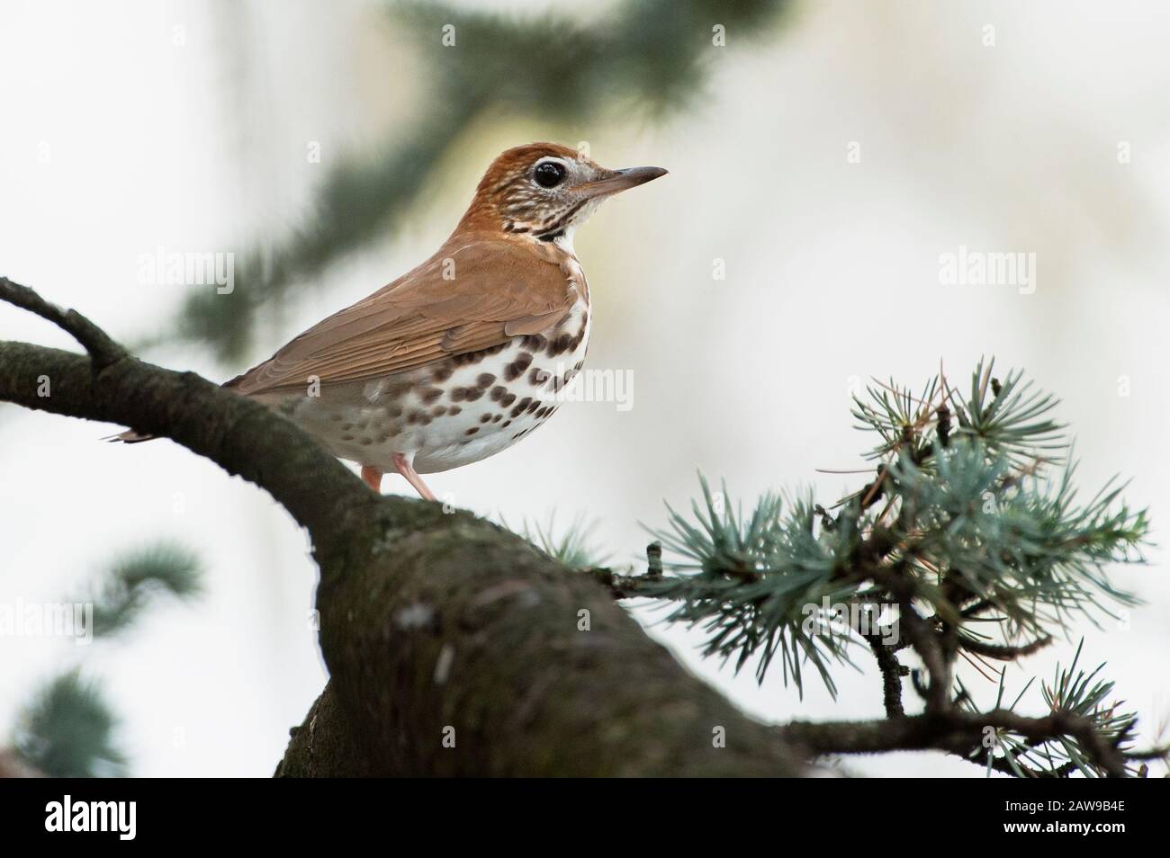 Wood thrush Stock Photo