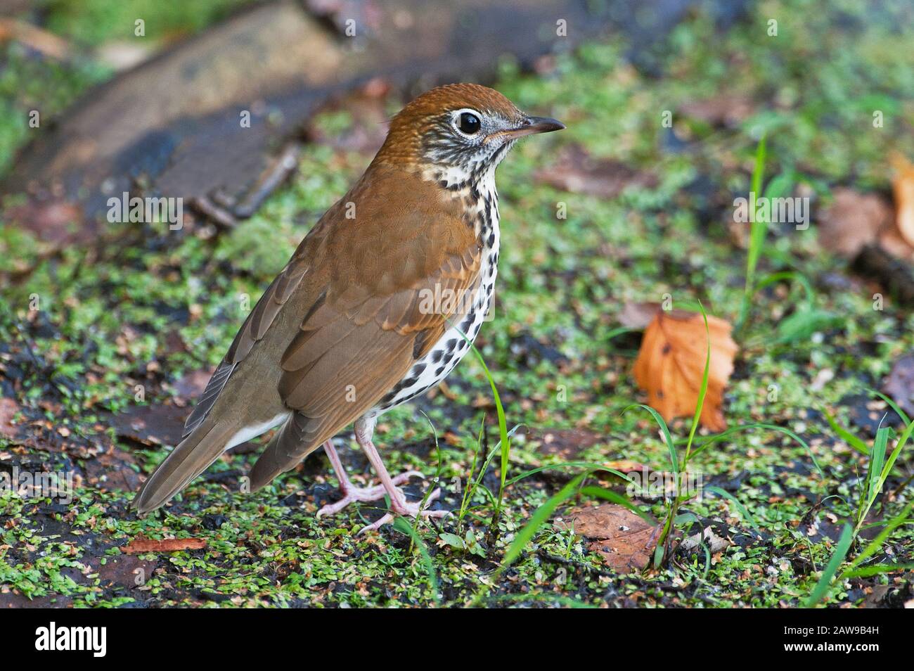 Wood thrush Stock Photo