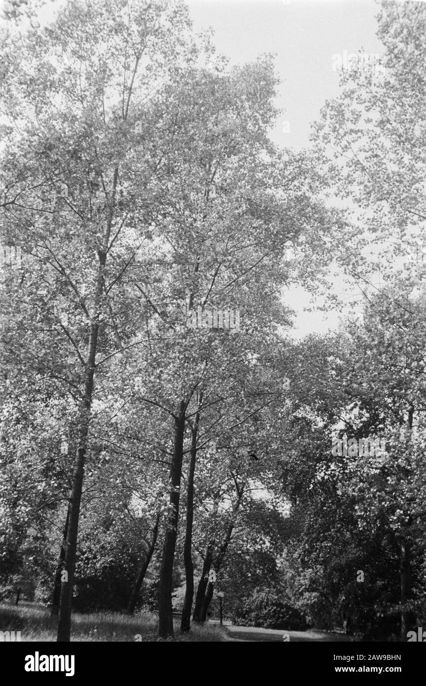 poplars and willows, Kew Gardens, monilifera, UK Date: June 1935 Location: UK, London Keywords: poplars and willows Person Name: Kew Gardens , monilifera Stock Photo
