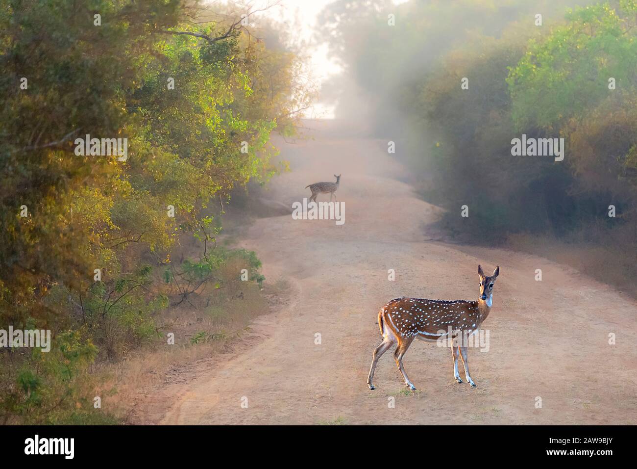 Spotted deer in Yala National Park, Sri Lanka Stock Photo