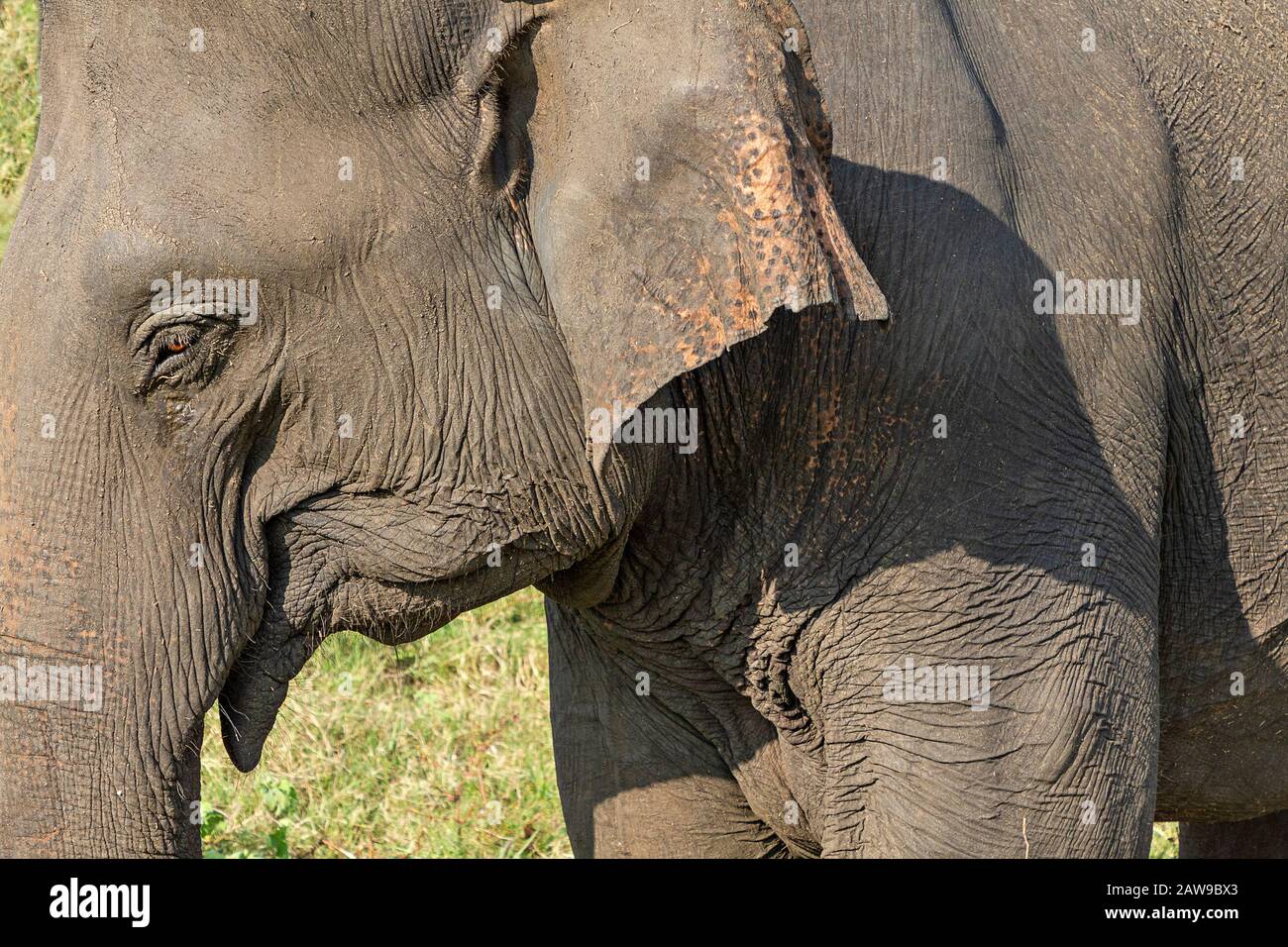 Asian elephant in Minneriya, Sri Lanka Stock Photo