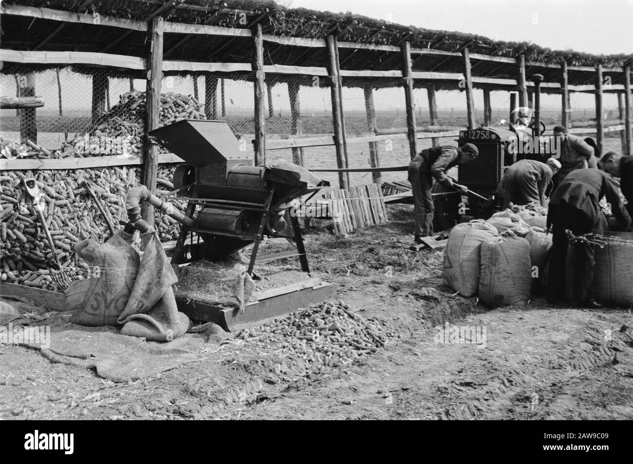 corn cultivation and tobacco, workers, work Date: April 1950 Location: Zeeland Keywords: workers, maize crops and tobacco, work Stock Photo